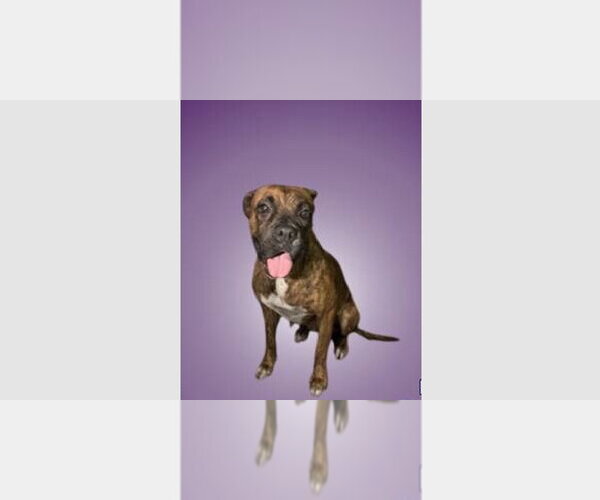 Medium Photo #4 Boxer Puppy For Sale in Austin, TX, USA