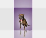Small #3 Boxer