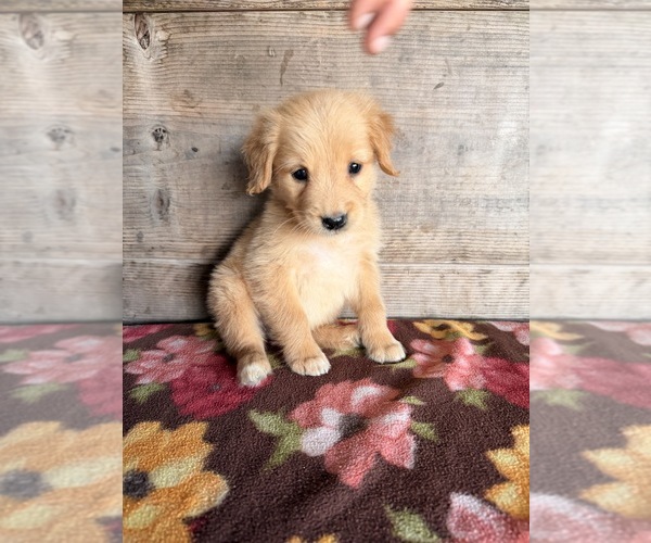 Medium Photo #6 Golden Retriever Puppy For Sale in VERMONTVILLE, MI, USA