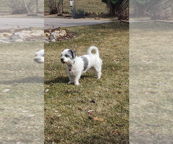 Medium Photo #3 Shih Tzu-Unknown Mix Puppy For Sale in Andover, MN, USA