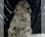 Small #6 Poodle (Miniature)