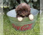 Small #1 Shih Tzu