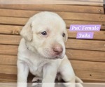 Small Photo #110 Labrador Retriever Puppy For Sale in EDGEWOOD, TX, USA