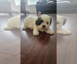Shih Tzu Puppy for sale in HOUSTON, TX, USA