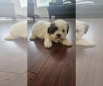 Small Shih Tzu