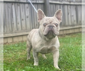 Father of the French Bulldog puppies born on 11/29/2024