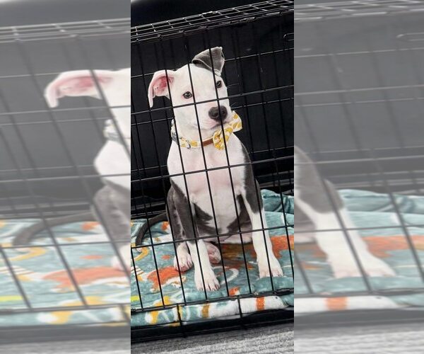 Medium Photo #15 Staffordshire Bull Terrier-Unknown Mix Puppy For Sale in New York, NY, USA