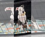Small #14 Staffordshire Bull Terrier Mix