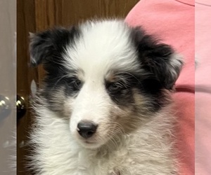 Shetland Sheepdog Puppy for sale in FORT MORGAN, CO, USA