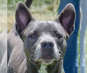 American Staffordshire Terrier-Weimaraner Mix Dogs for adoption in Huntley, IL, USA