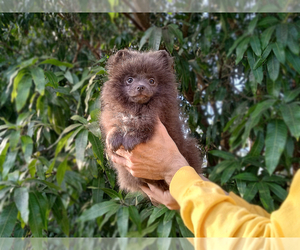 Pomeranian Puppy for sale in WEST PALM BEACH, FL, USA