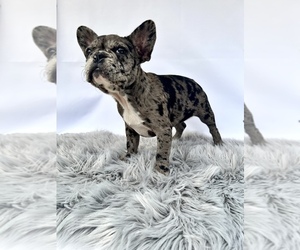 French Bulldog Puppy for sale in CHARLOTTE, NC, USA