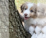Small #3 Miniature Australian Shepherd