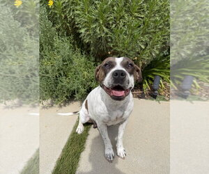 ROKI - Female Mutt Dog for Adoption - Photo #5