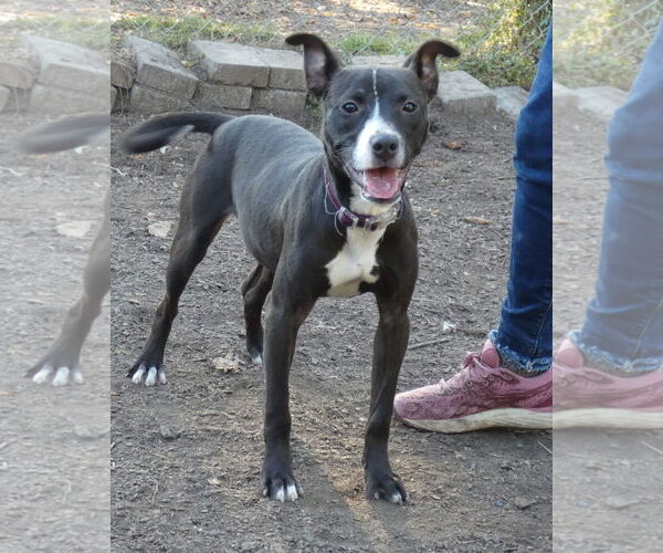 Medium Photo #3 Mutt Puppy For Sale in Bloomingdale, NJ, USA