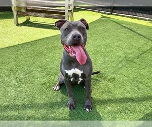 American Pit Bull Terrier Dogs for adoption in Orange, CA, USA