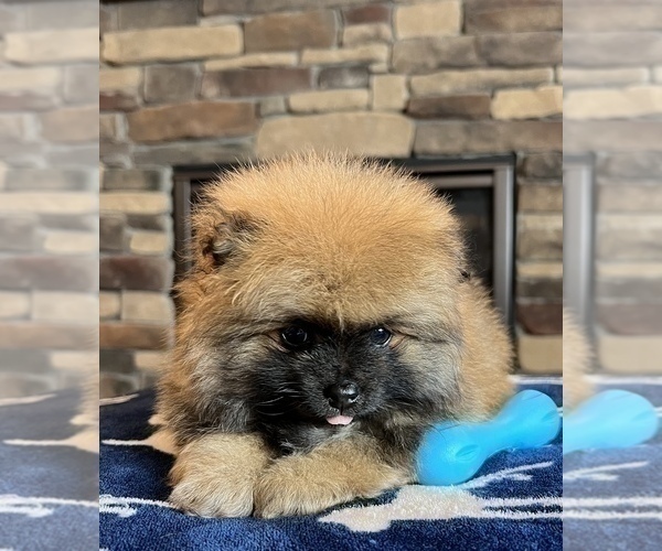Medium Photo #6 Pomeranian Puppy For Sale in NOBLESVILLE, IN, USA