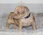 Small #14 American Bully