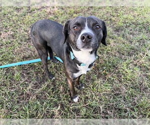 Beagle Dogs for adoption in Ocala, FL, USA