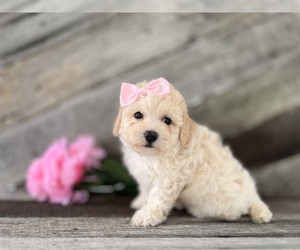 Bichpoo Puppy for sale in ELKTON, KY, USA