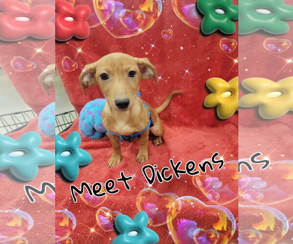 Medium Photo #1 Dachshund-Unknown Mix Puppy For Sale in Pipe Creek, TX, USA