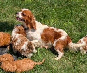 Mother of the Cavapoo puppies born on 06/19/2025