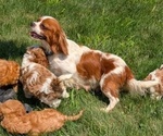 Small Photo #1 Cavapoo Puppy For Sale in GOSHEN, IN, USA