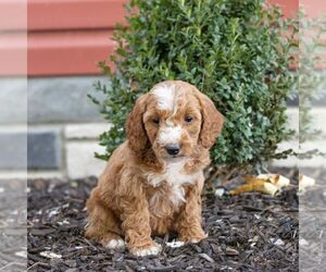 Goldendoodle (Miniature) Puppy for sale in LITITZ, PA, USA