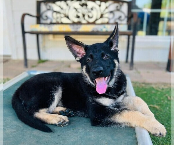 Medium Photo #2 German Shepherd Dog Puppy For Sale in JOSHUA, TX, USA
