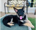Small Photo #2 German Shepherd Dog Puppy For Sale in JOSHUA, TX, USA