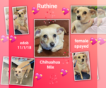 Small #2 Chihuahua Mix