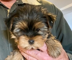 Yorkshire Terrier Puppy for Sale in LAMAR, Colorado USA