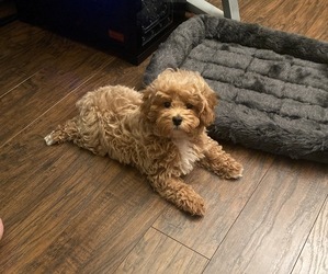 Poodle (Toy) Puppy for sale in ROYAL OAK, MI, USA