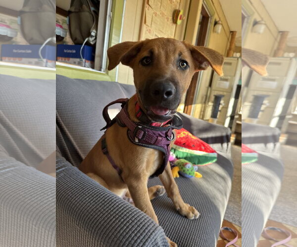 Medium Photo #7 German Shepherd Dog-Unknown Mix Puppy For Sale in Williamsburg, NM, USA