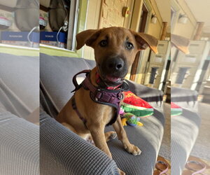 Homer - Male German Shepherd Dog-Unknown Mix Dog for Adoption - Photo #7