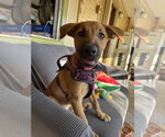 Small Photo #7 German Shepherd Dog-Unknown Mix Puppy For Sale in Williamsburg, NM, USA