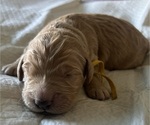 Small Photo #5 Goldendoodle Puppy For Sale in PHOENIX, AZ, USA