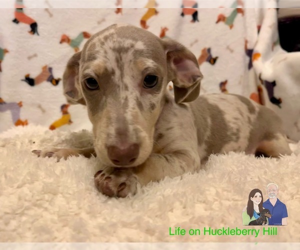 Medium Photo #1 Dachshund Puppy For Sale in LAKEBAY, WA, USA