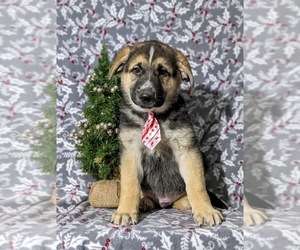 German Shepherd Dog Puppy for sale in OXFORD, PA, USA