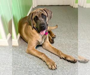 Mastiff-Unknown Mix Dogs for adoption in Spring Lake, NJ, USA