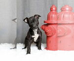 Small #3 Labrador Retriever Mix