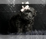 Small Photo #27 Morkie Puppy For Sale in WARSAW, IN, USA