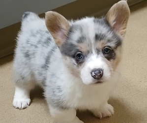 Pembroke Welsh Corgi Puppy for sale in MILTON, WI, USA