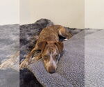 Small #1 Mutt