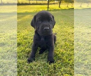 Mastador Puppy for sale in WILLIAMSBURG, OH, USA