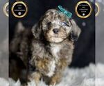 Puppy AKC Cobalt Poodle (Toy)