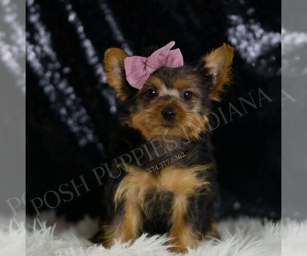 Medium Photo #5 Yorkshire Terrier Puppy For Sale in WARSAW, IN, USA