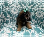 Small Photo #4 Aussiedoodle Miniature  Puppy For Sale in LAKELAND, FL, USA