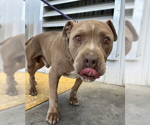 Mutt Dogs for adoption in Bakersfield, CA, USA