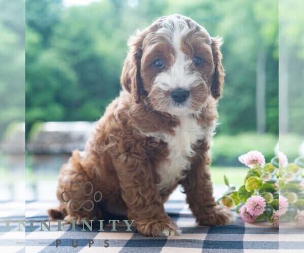 Medium Photo #3 Cavapoo (Miniature) Puppy For Sale in DORNSIFE, PA, USA